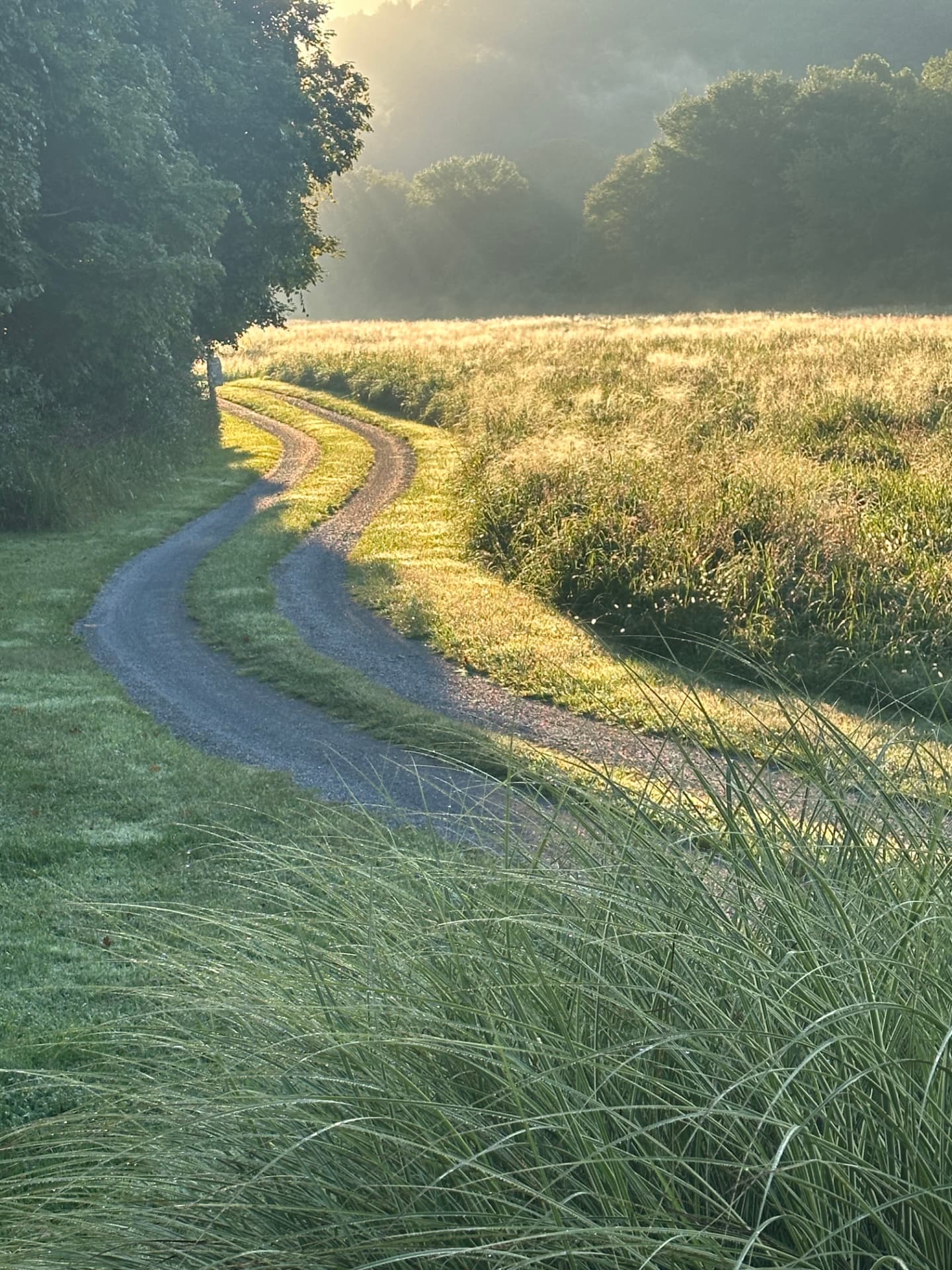A winding gravel road through tall grasses at golden hour